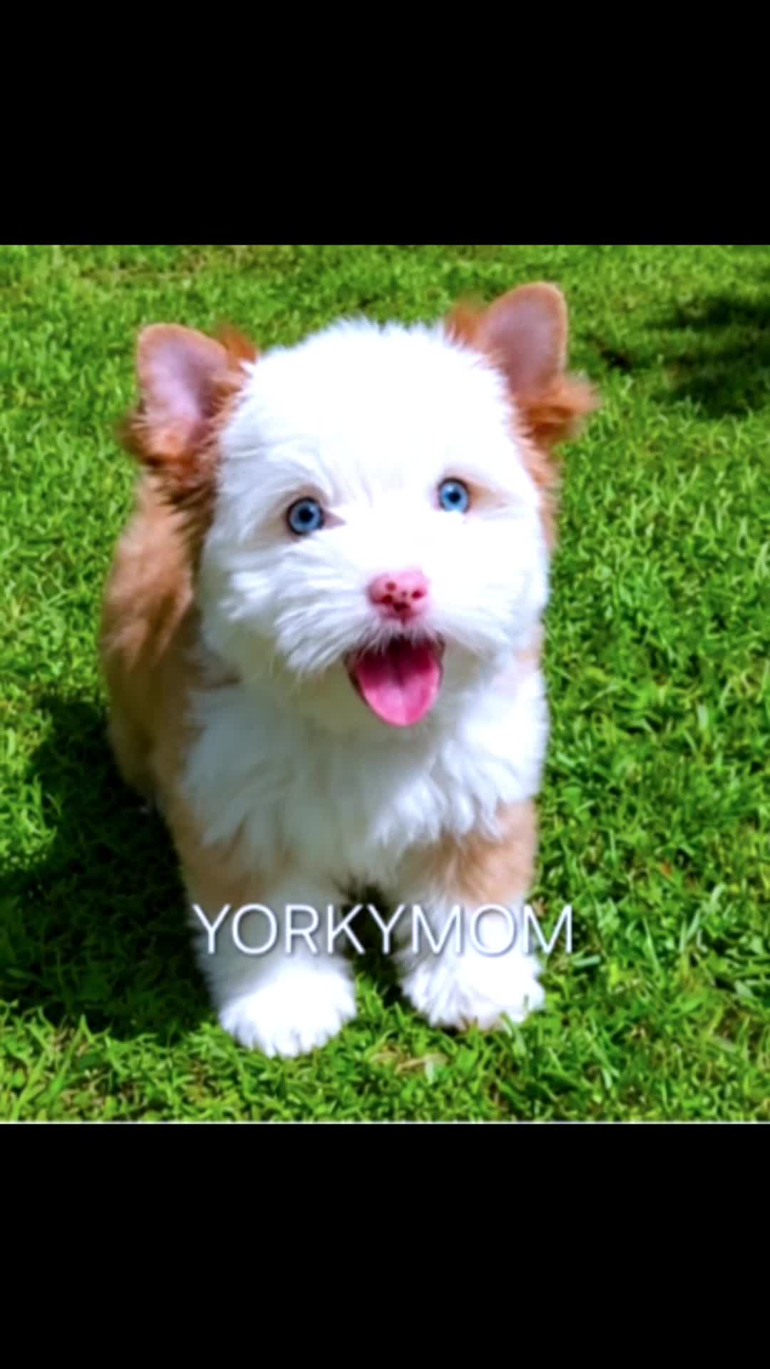 @theYorkymom