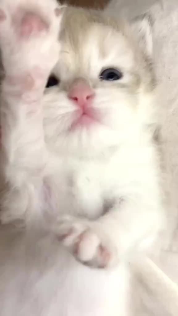 @catbosssss