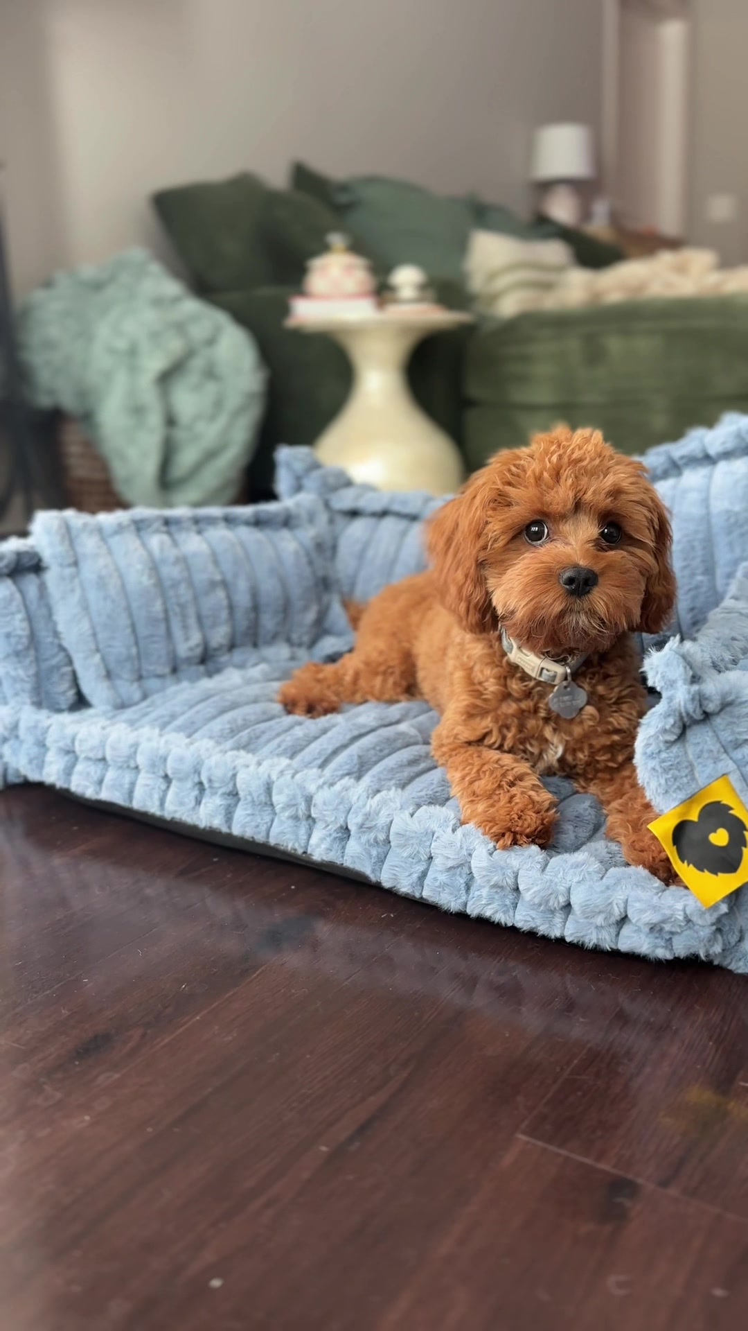 @Leo the Cavapoo