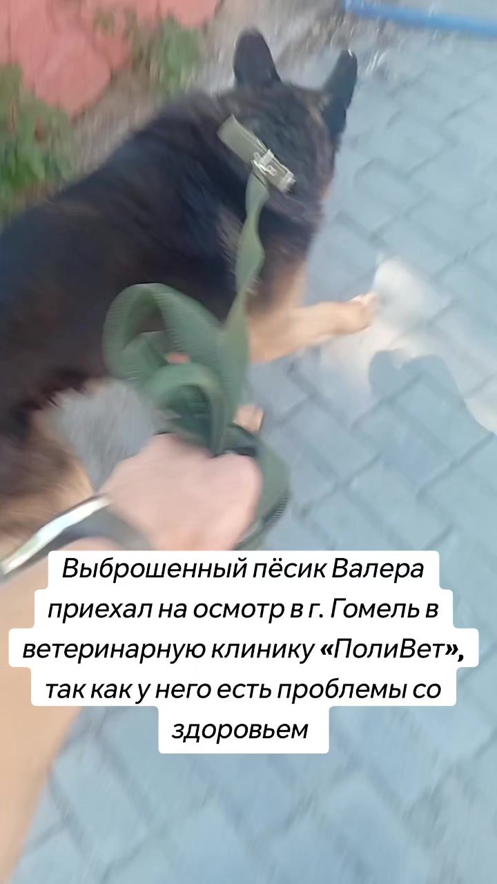 @Передержка «Лёнин рай» 🐶🦮