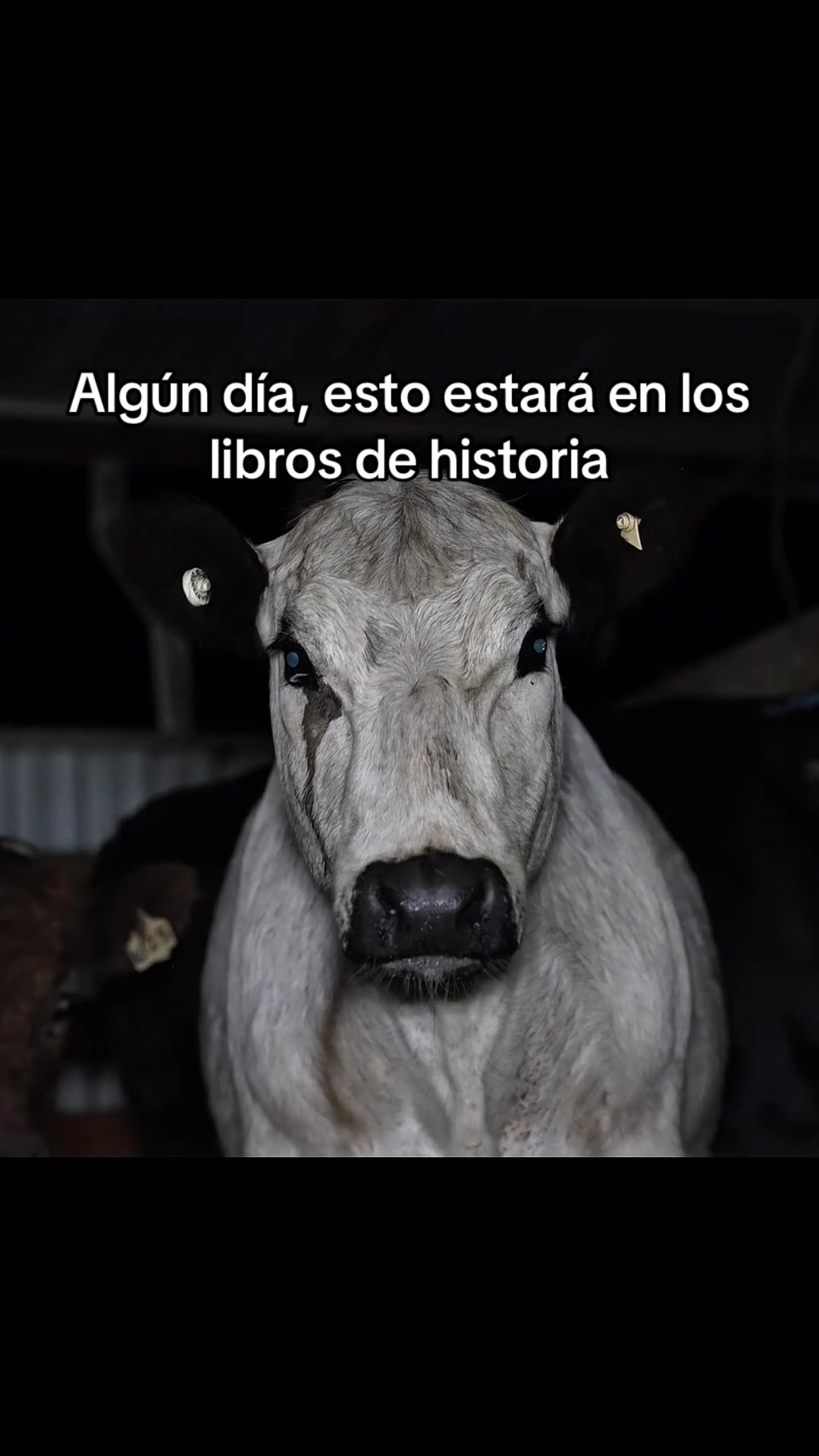 @Carne é cruel