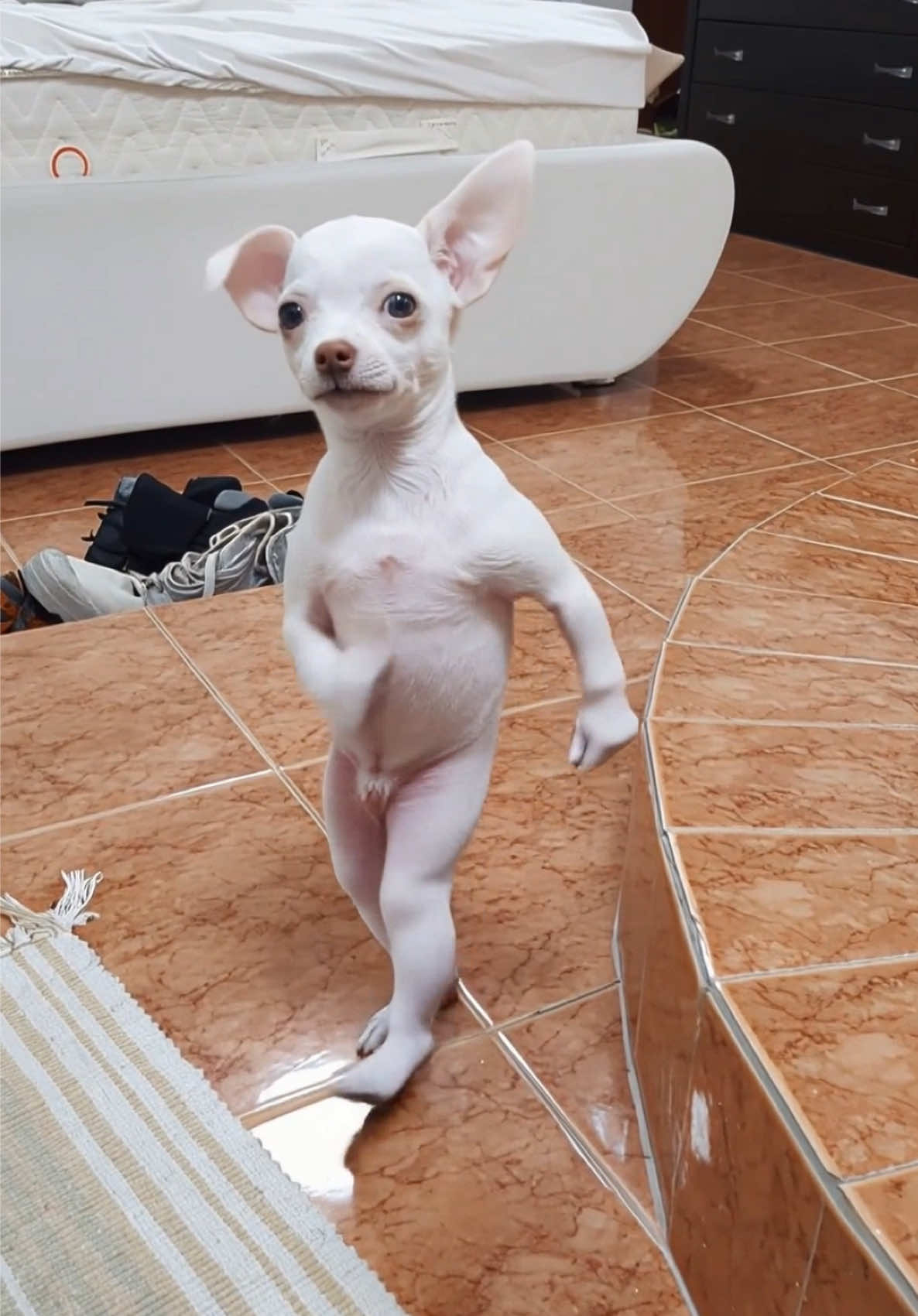 @mreviatar