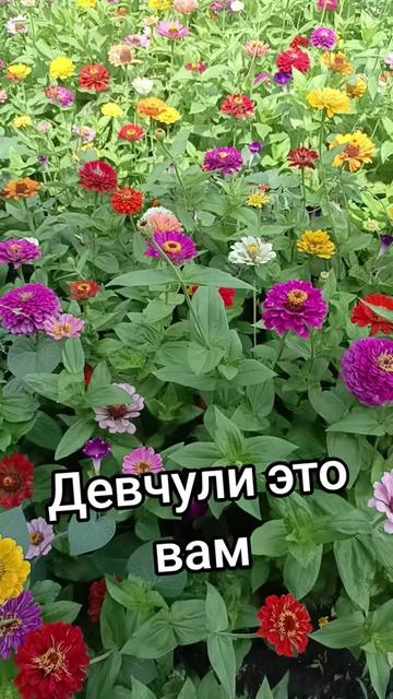 @💥ДОНСКОЙ 💥 БРОДЯГА💥