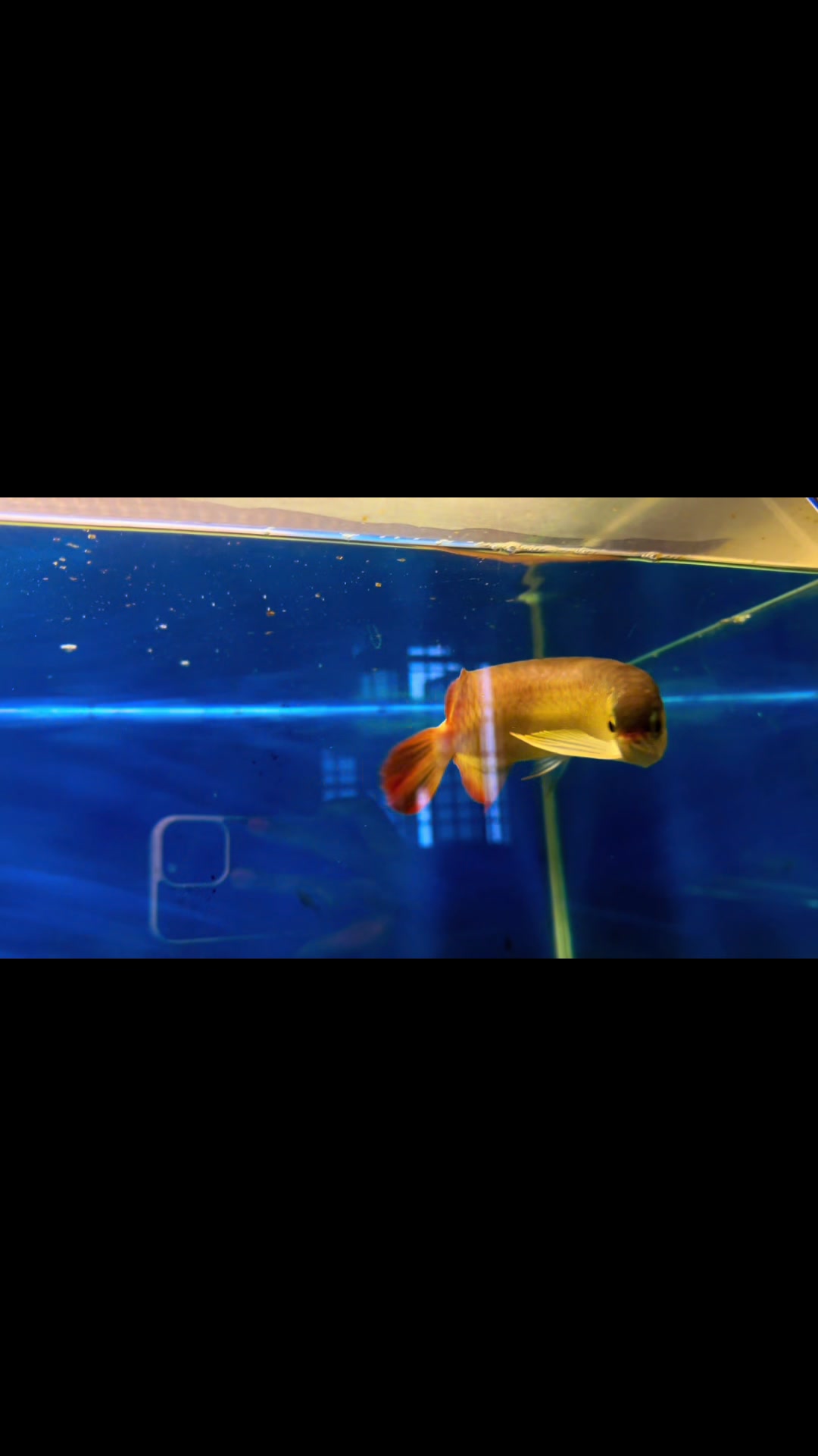 @MK AROWANA SPECIALIST