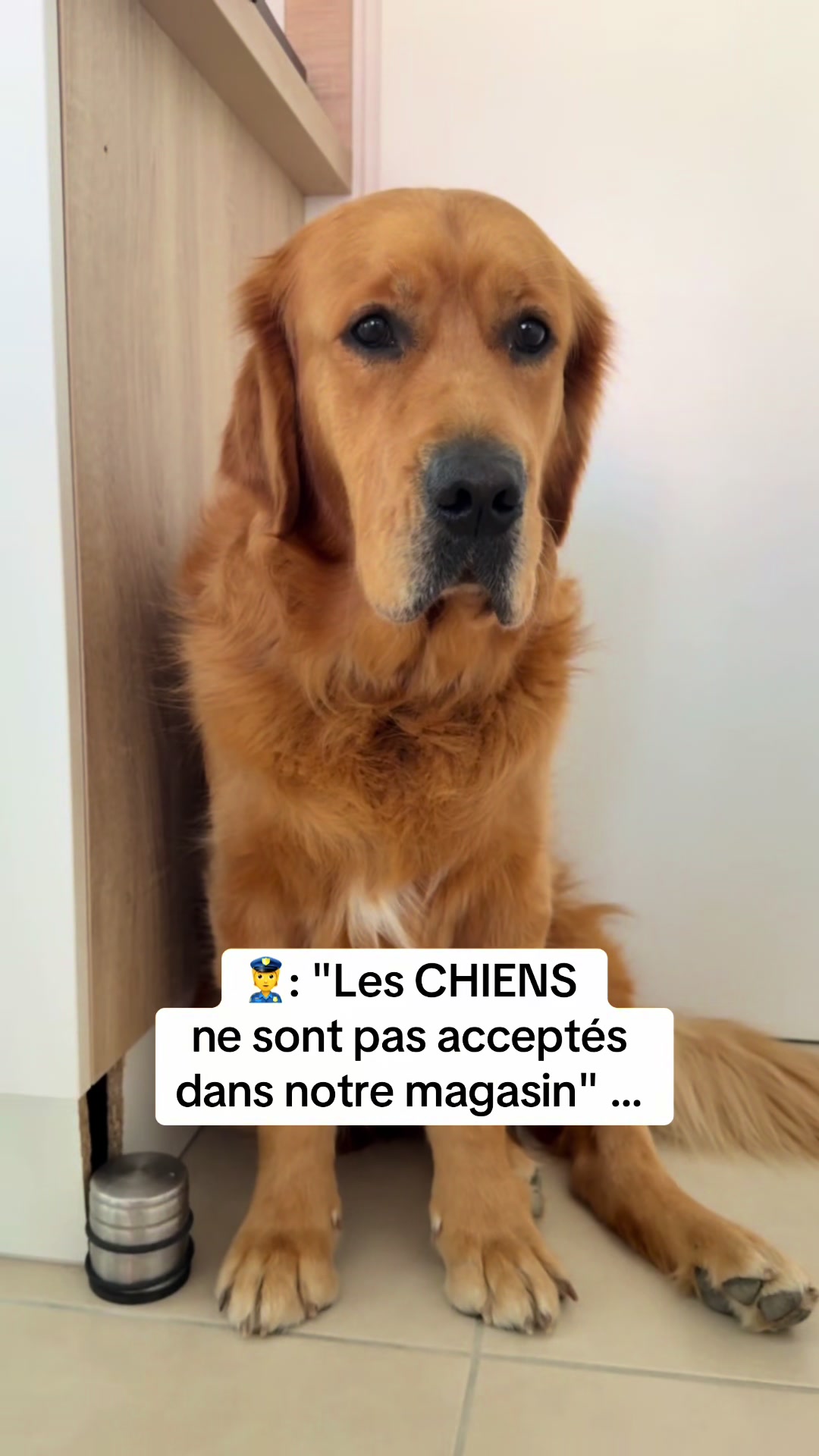 @Uggy Le Golden 🐶