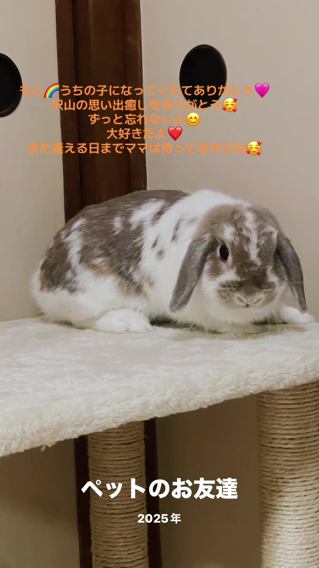 @🐖🧅ちぃ（マロン）🌰🐰🍍