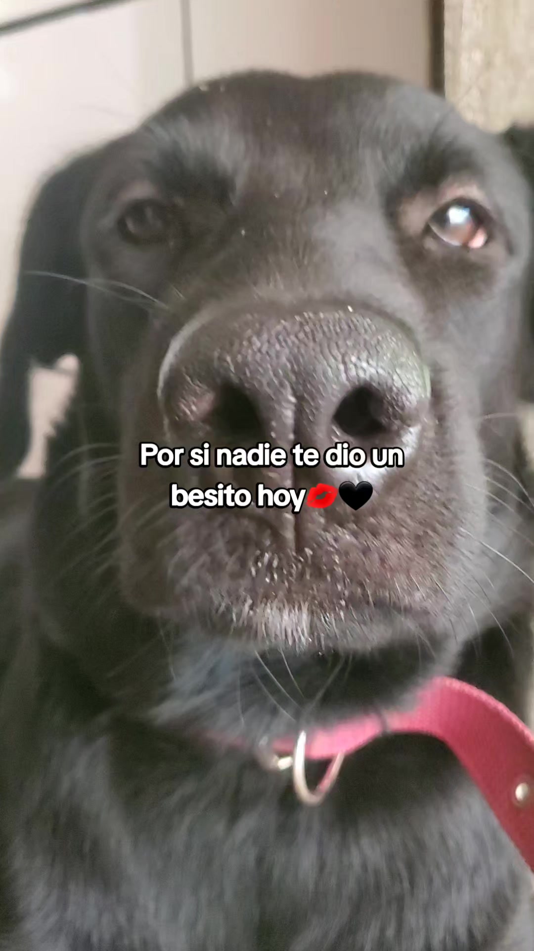 @Soy Sasha🐶