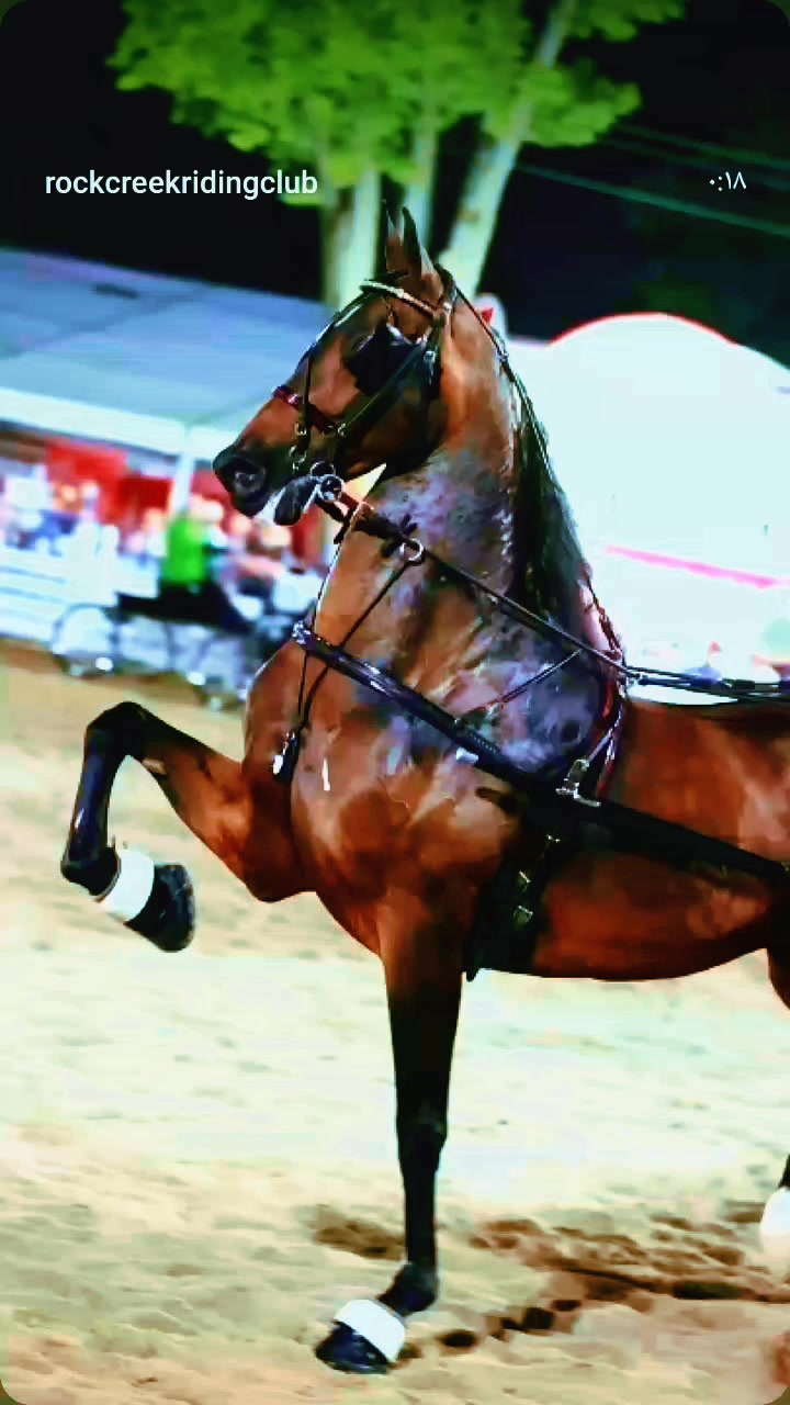@الهجان