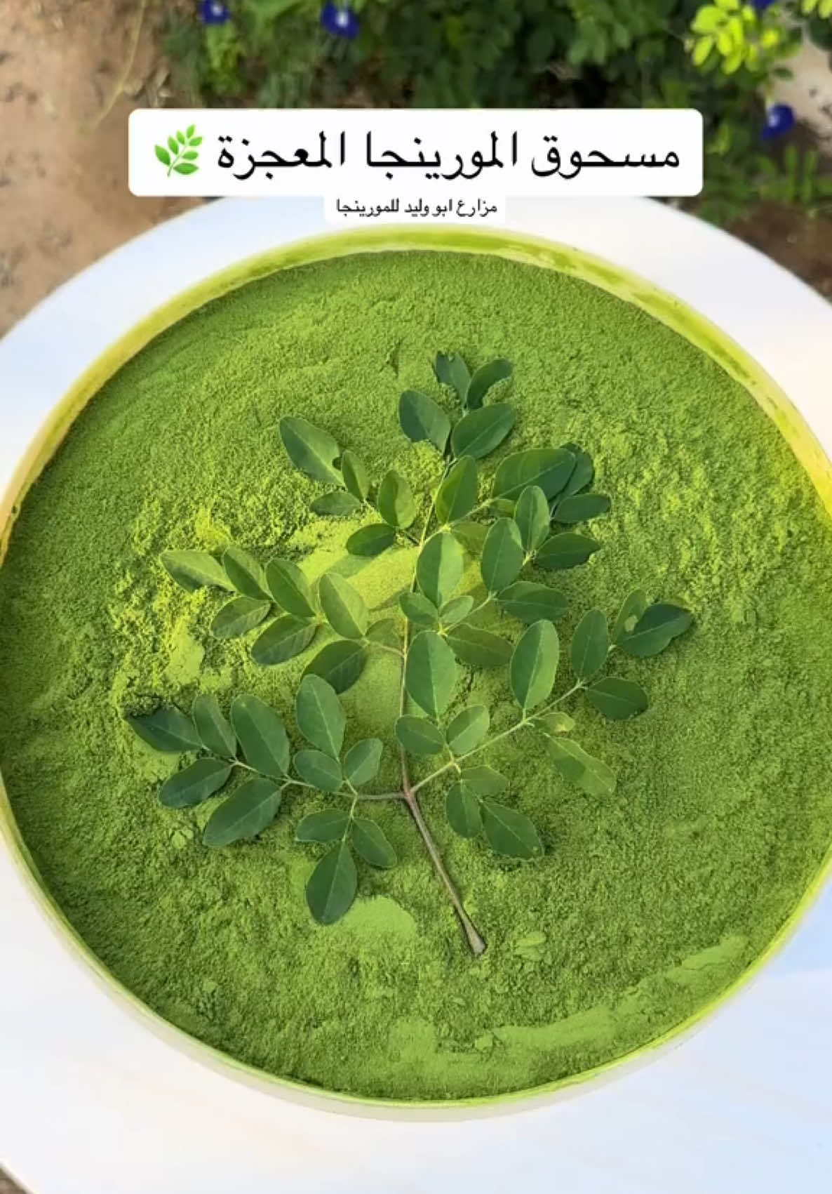 @مزارع ابو وليد للمورينجا 🌿