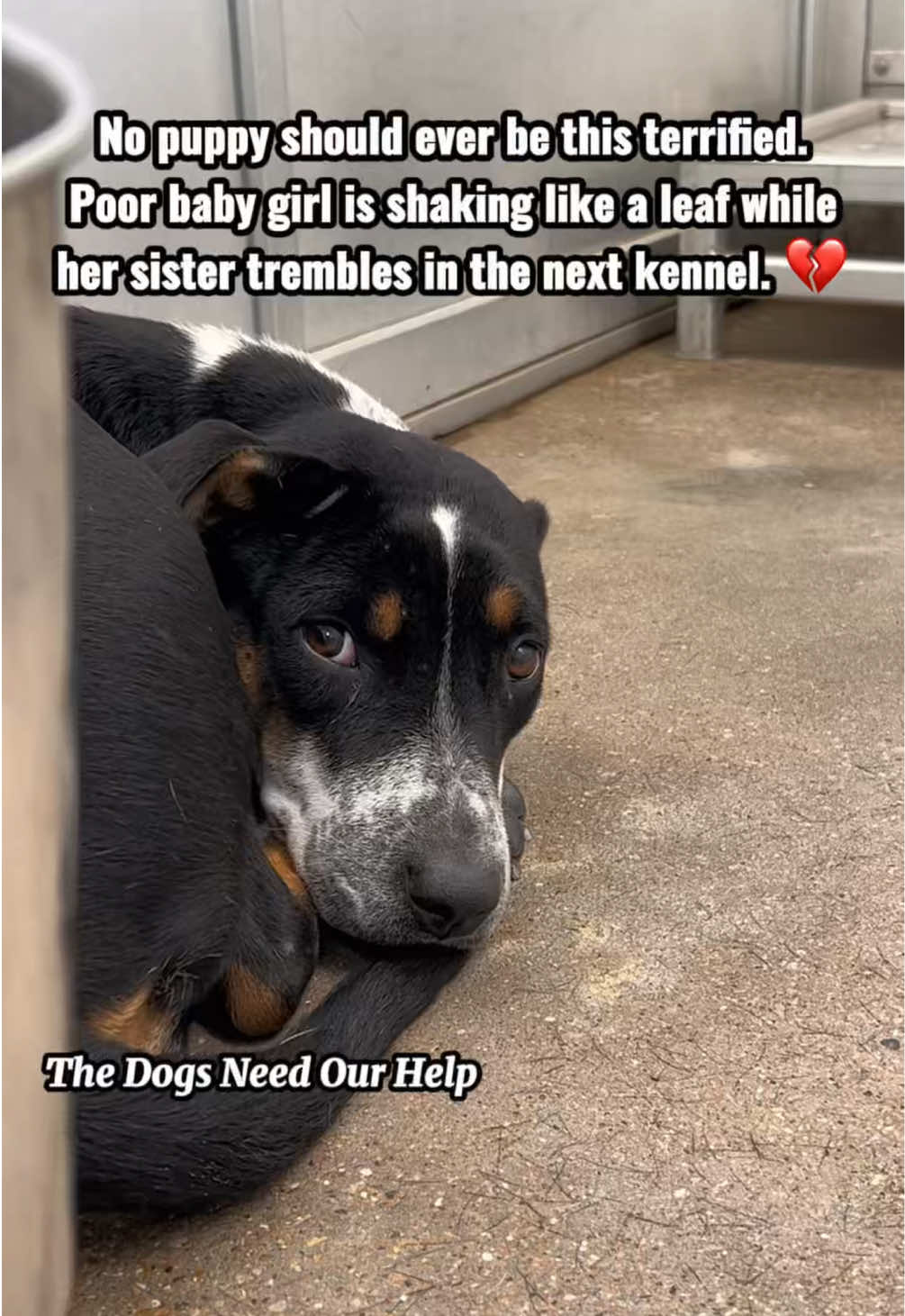 @The Dogs Need Our Help