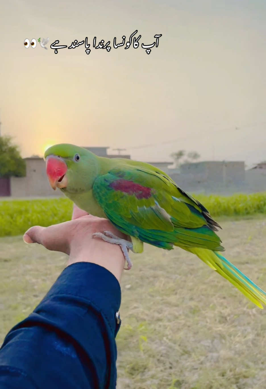 @😎اویس راجپوت🕊️❤️🔥