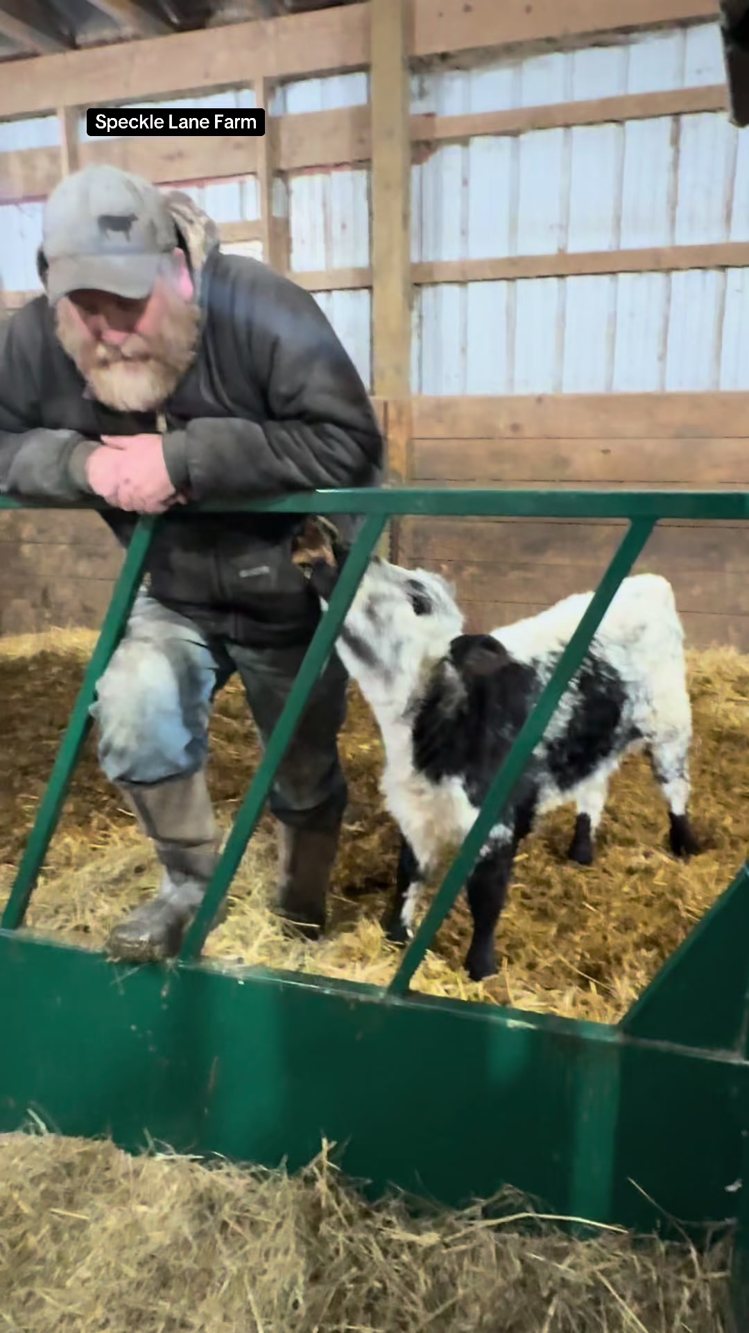 @Speckle Park Cattle