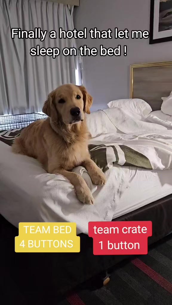 @🐶Griffin