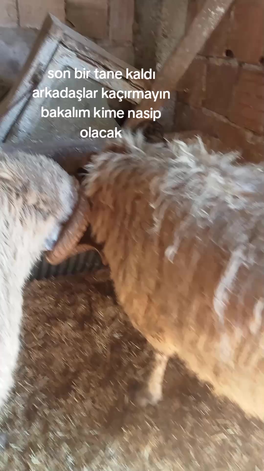 @Nuriye Bicil