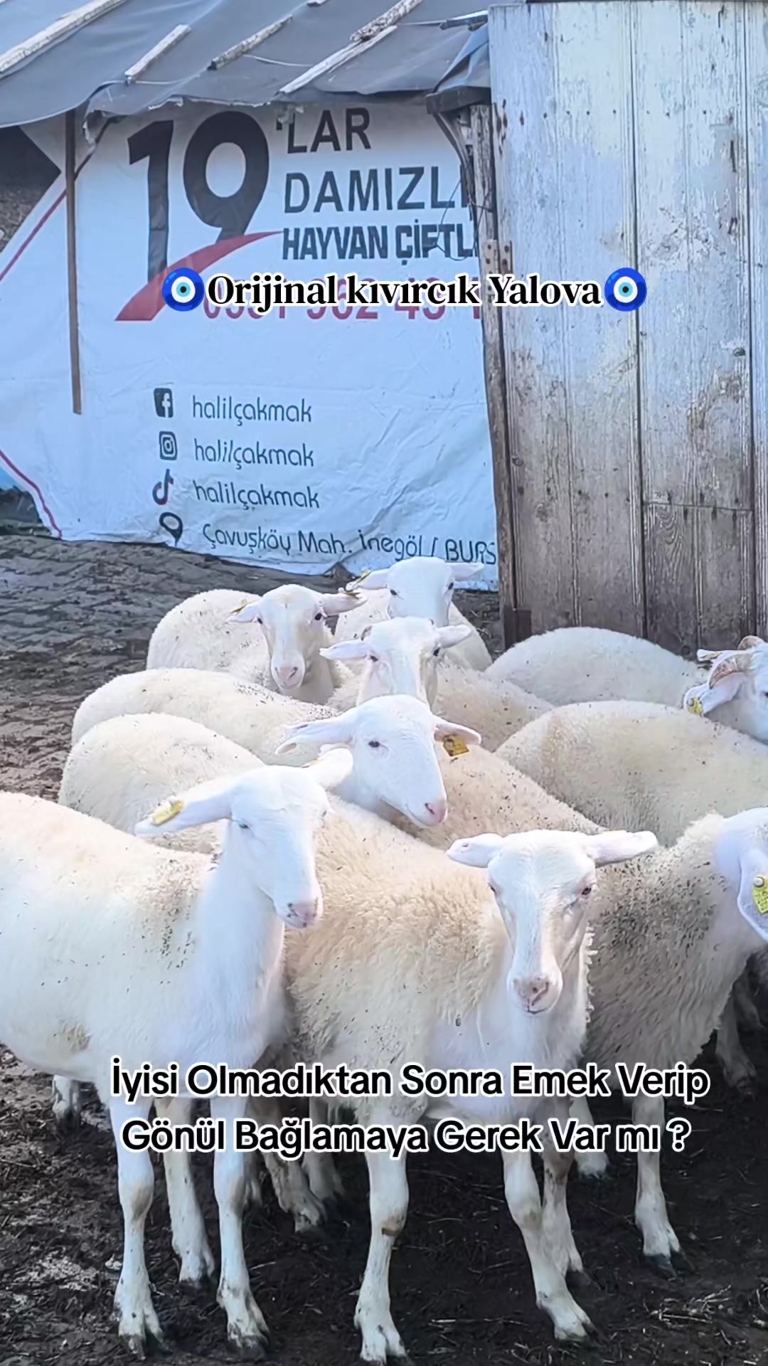@Halil Çakmak