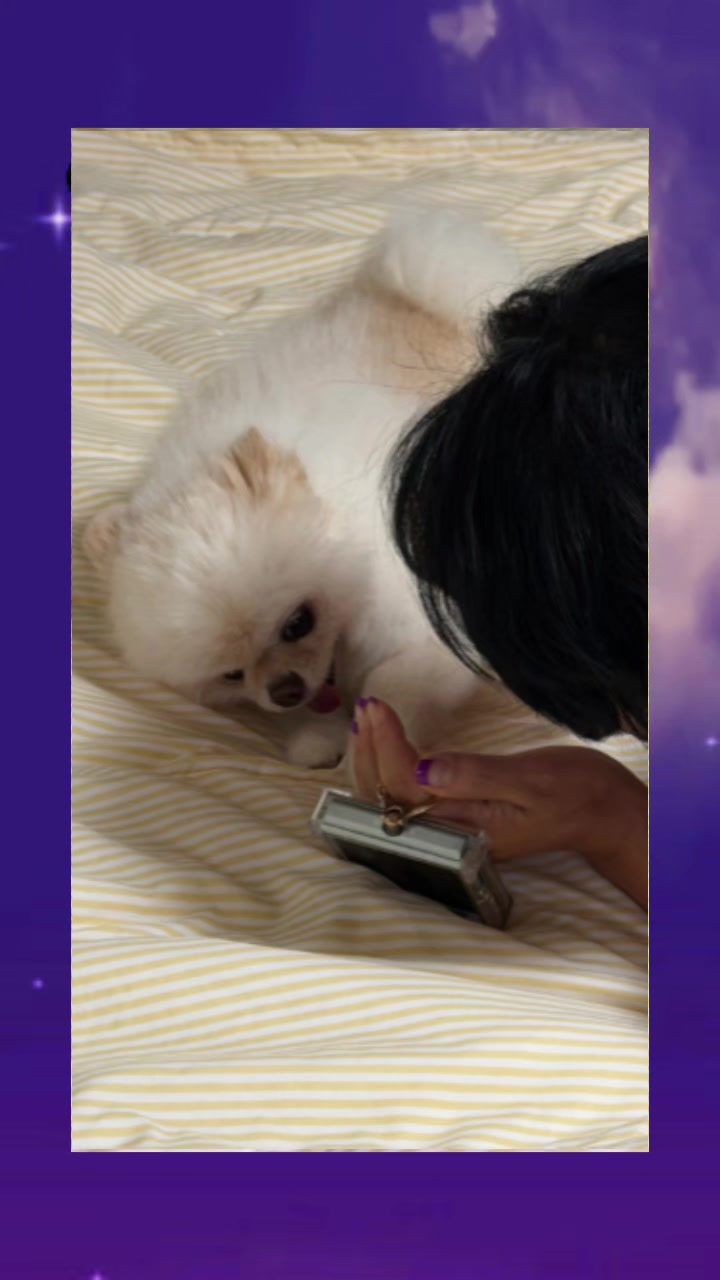 @쑥부쟁이