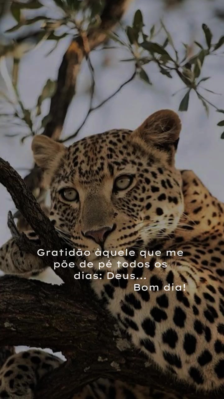 @𝙁𝙚𝙡𝙞𝙣𝙖.𝙈𝙚𝙣𝙩𝙚96🐆❤️