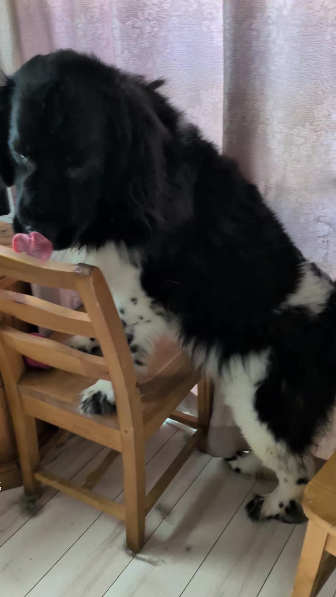@大型犬3頭&小型老犬4頭多頭飼いの生活
