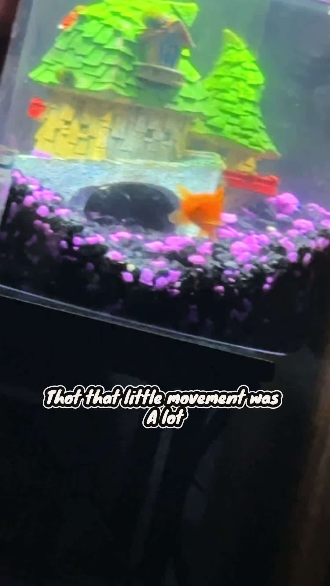 @That tdi bug