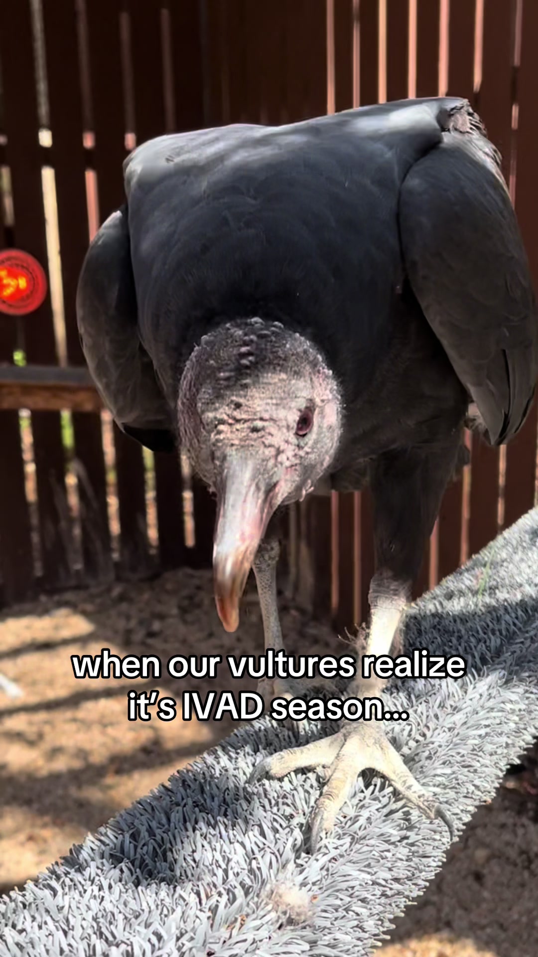 @Carolina Raptor Center