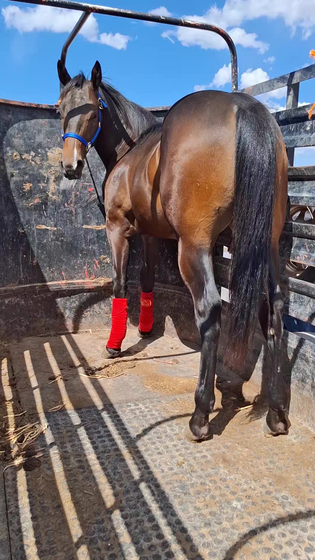 @EvHorses Zacatecas