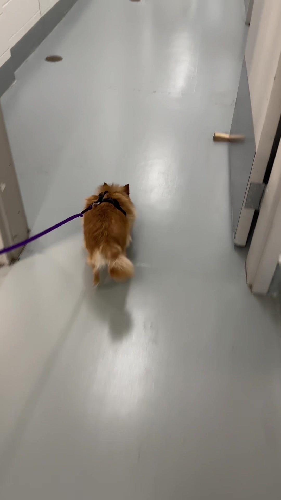 @Calgary Humane Society