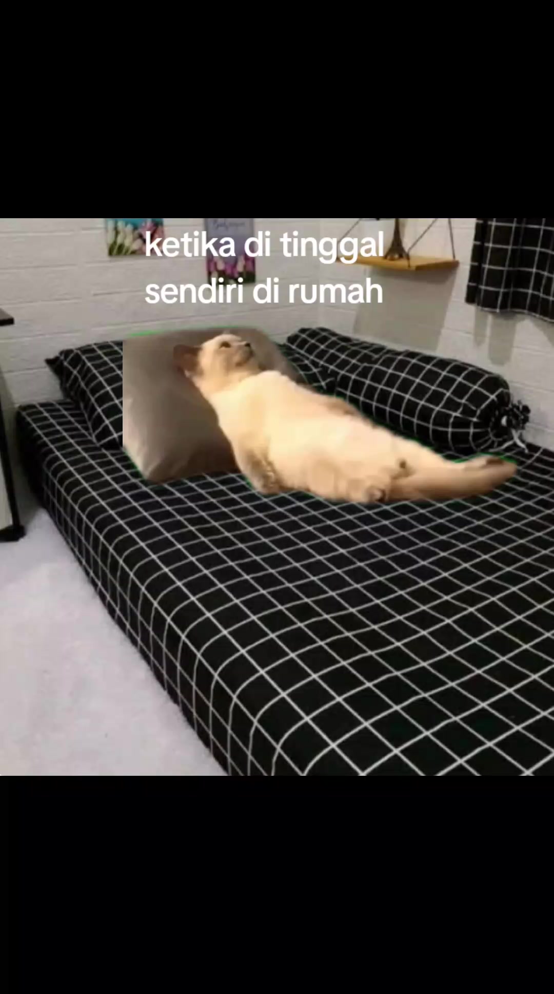 @RABBIDS
