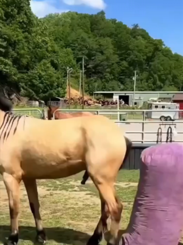 @Mundo dos Animais
