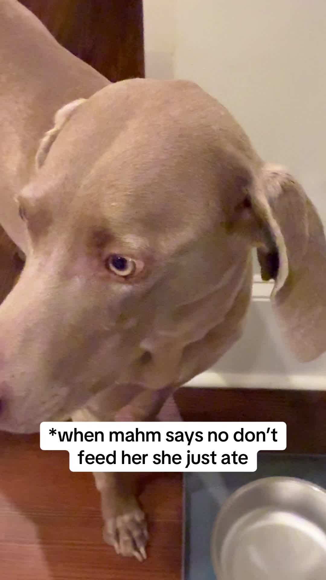 @Zoey the Weim