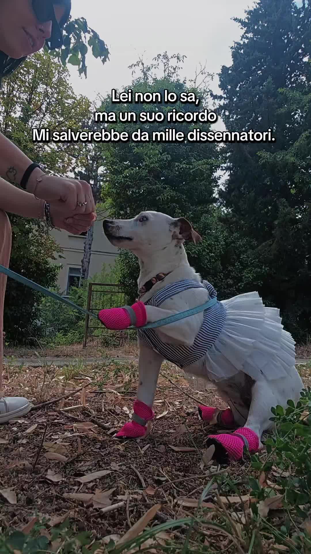 @Violetsaalvatoriii.