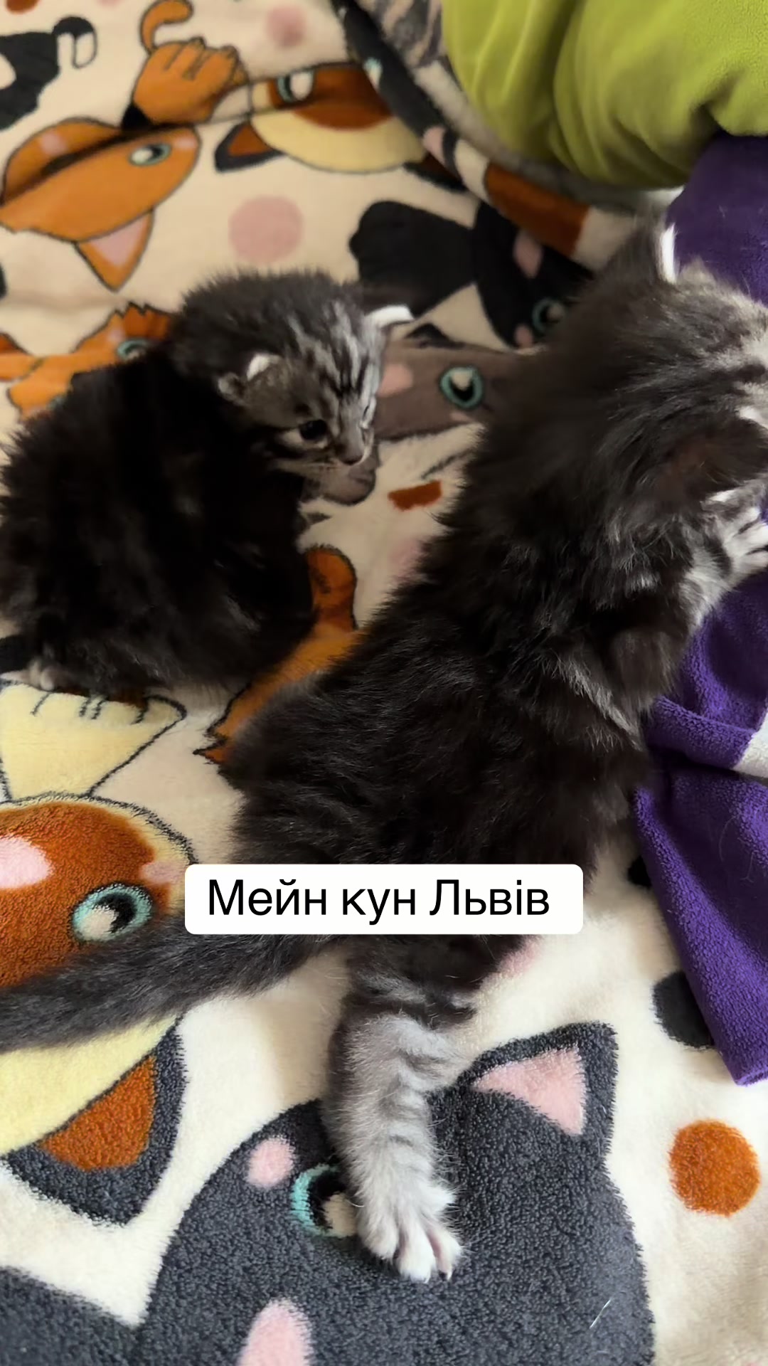 @PARAKENTOS*UA Maine coon