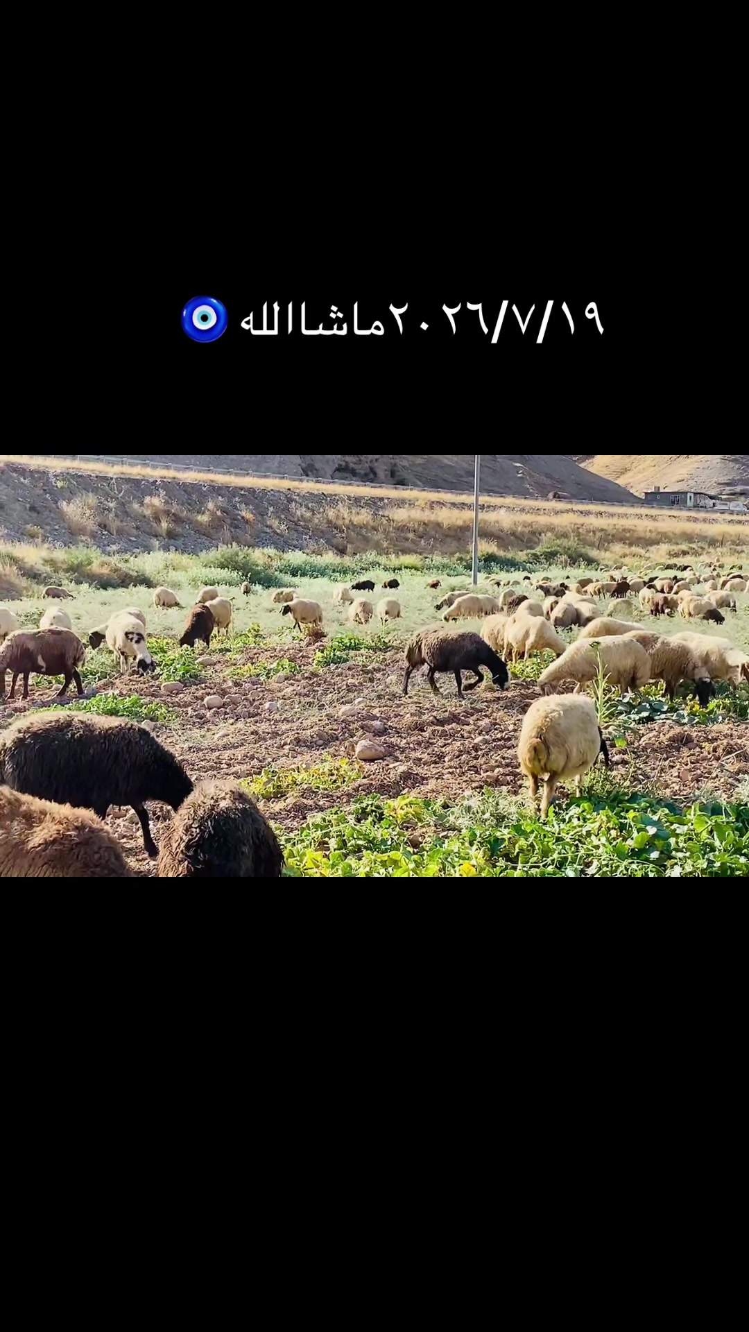 @🦅سەرکەوت گڵاڵی🦅