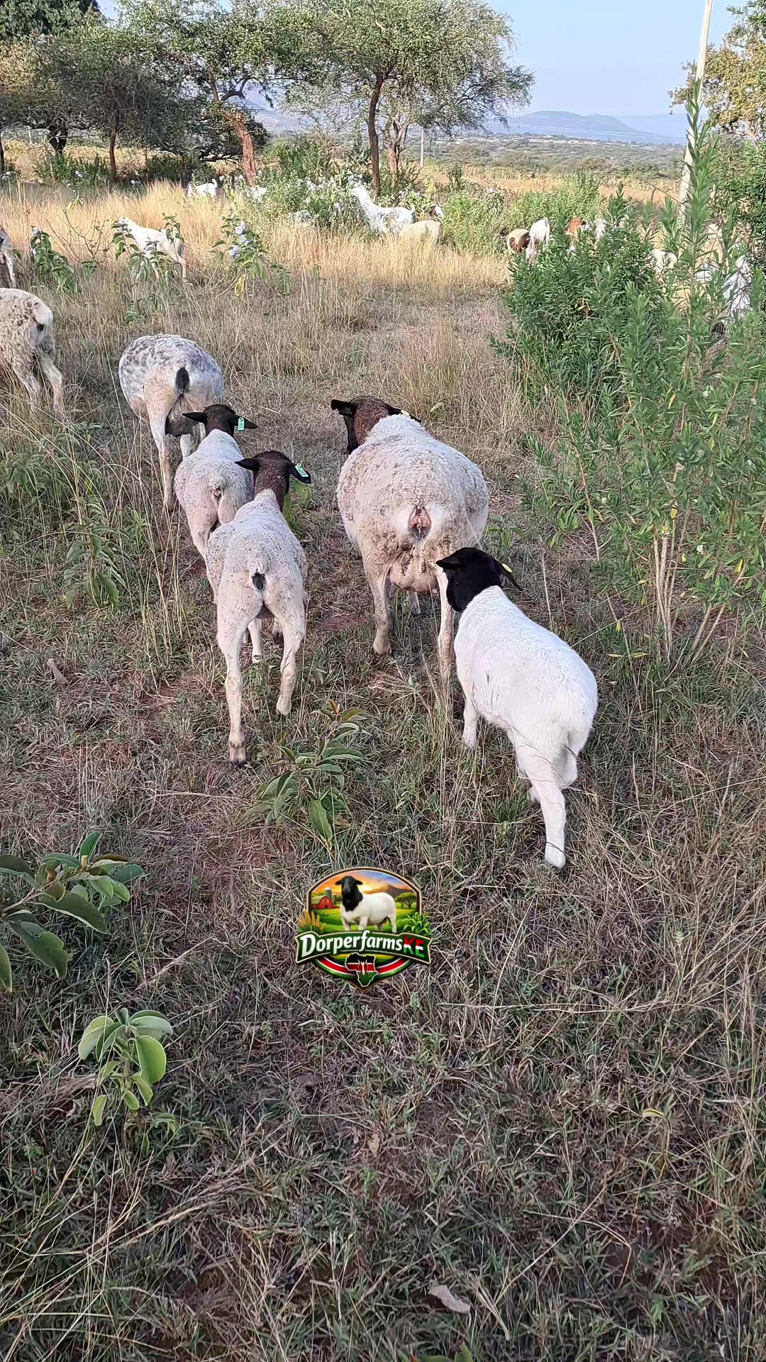 @DorperfarmsKE