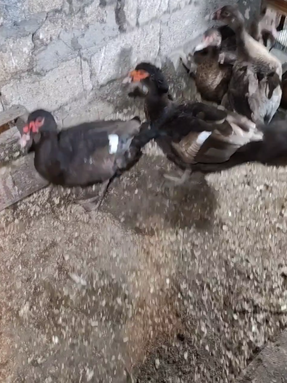 @MAŞTAĞA_QUŞCULUĞ