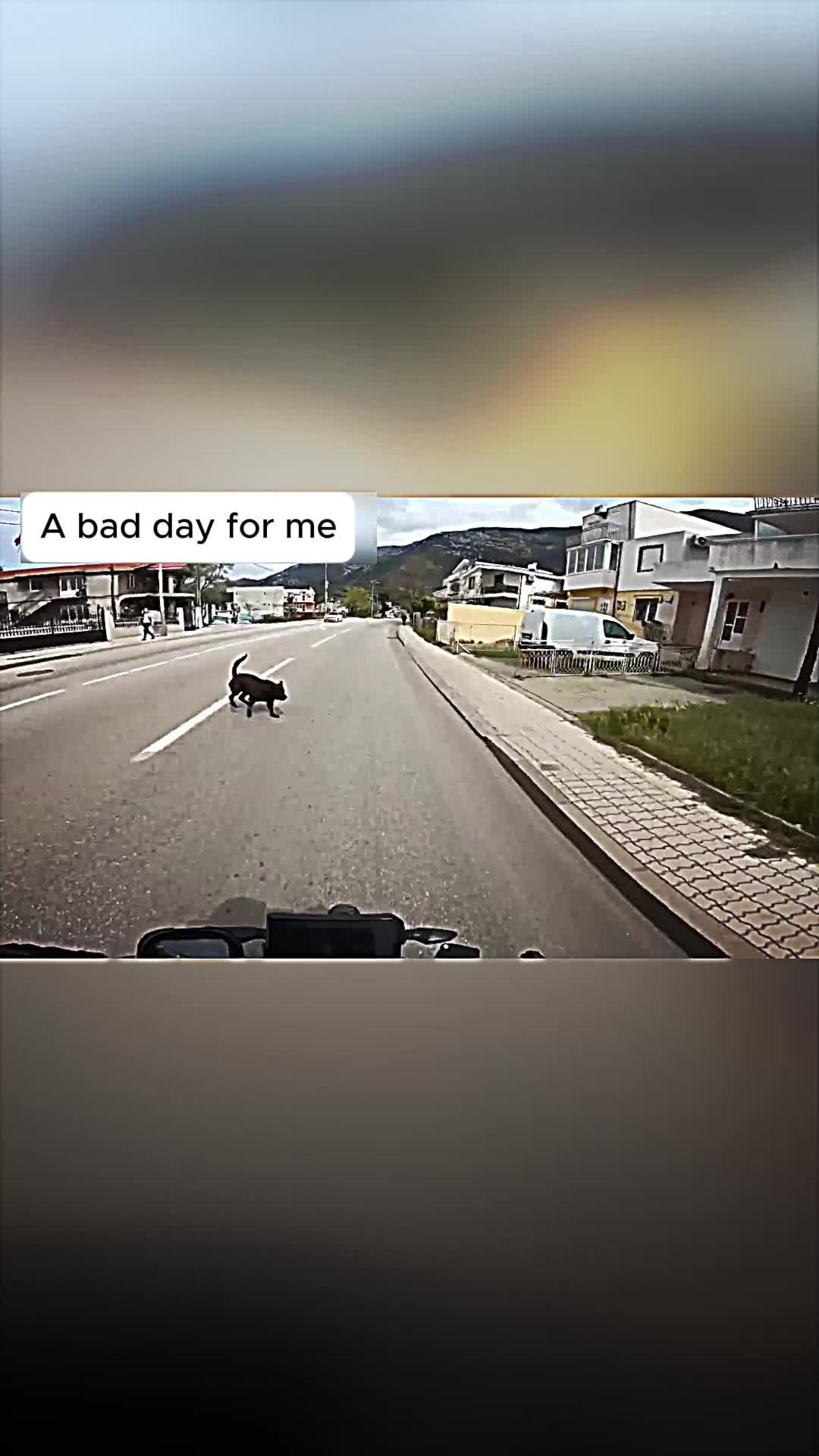 @Animals in nature
