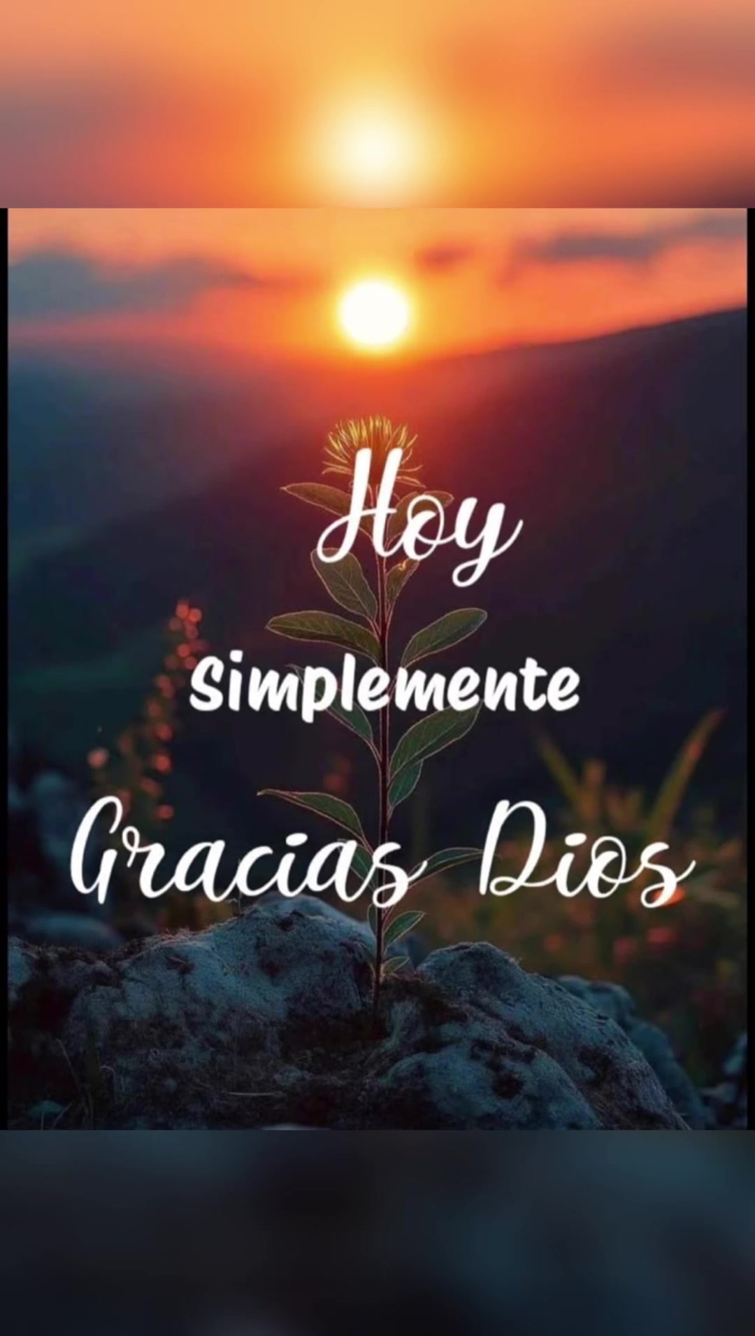 @elvirasvg