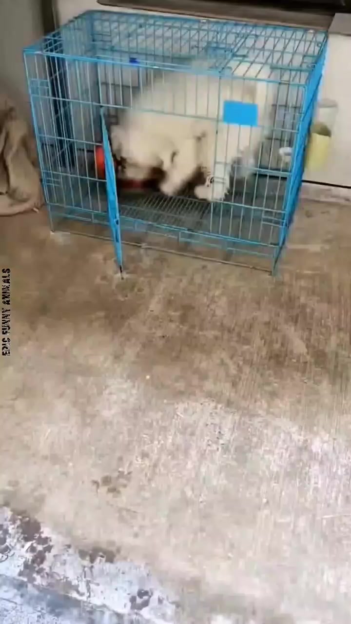 @Epic Funny Animals