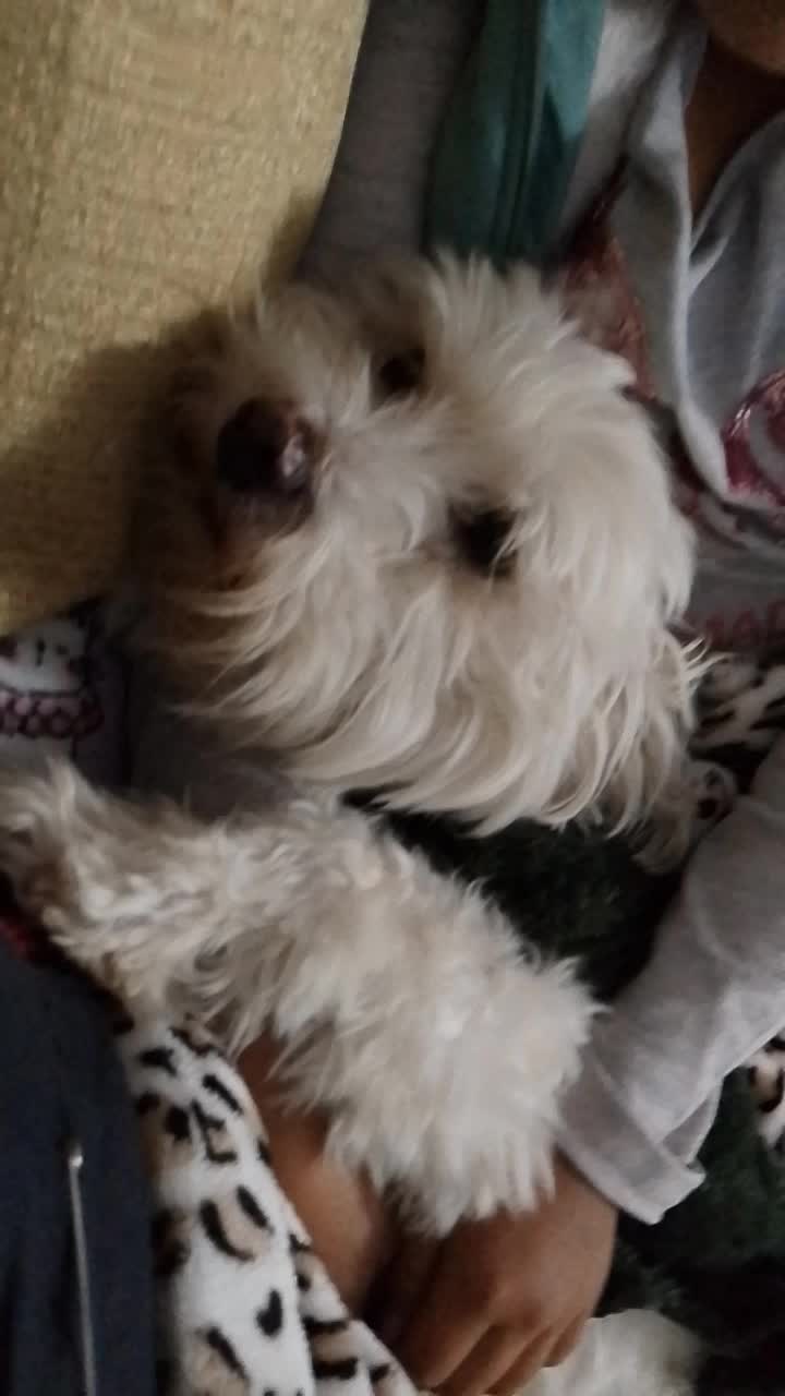 @Sr. Tom&aacute;s 💙🐶💚