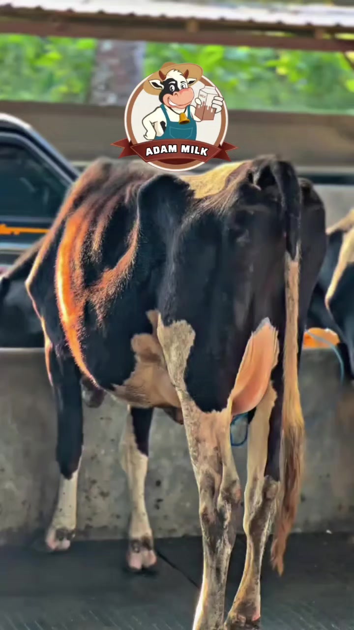 @ADAM MILK FARM
