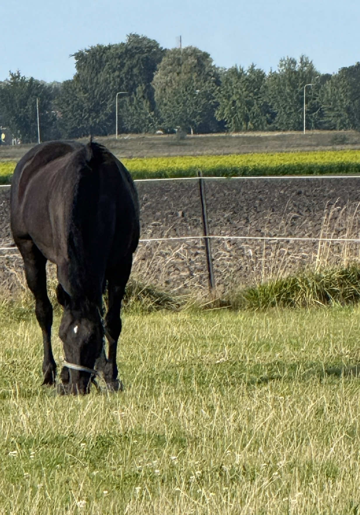 @fmnschothorses