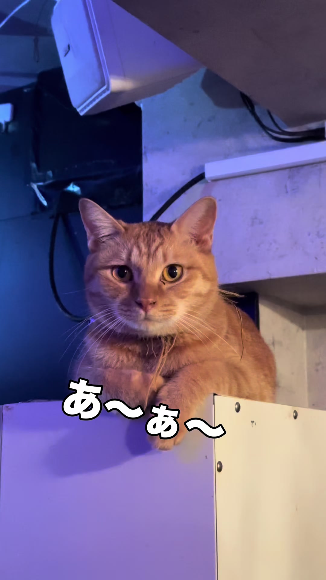@Cats in the Box.