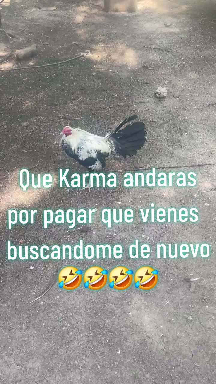 @Tavo M