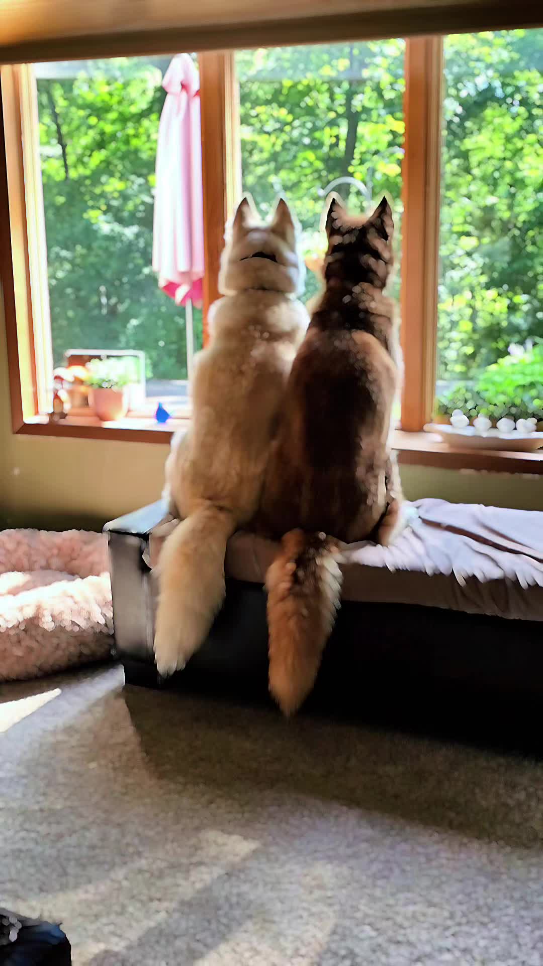 @Diane | Huskies-Jack & Jill