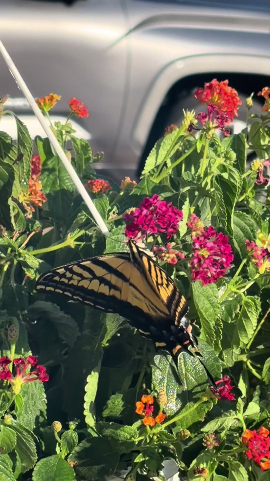 @🦋Butterfly🦋