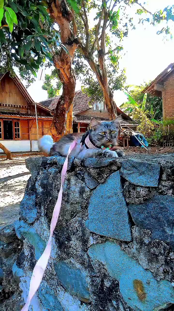@Biru Cat's Family