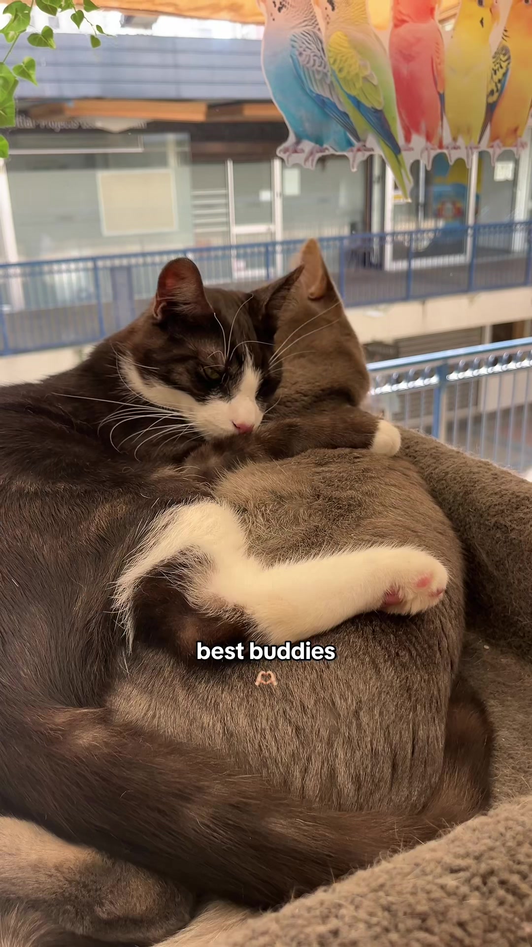 @crazycatcafe