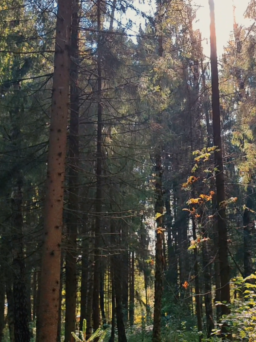 @khvoyny🌲