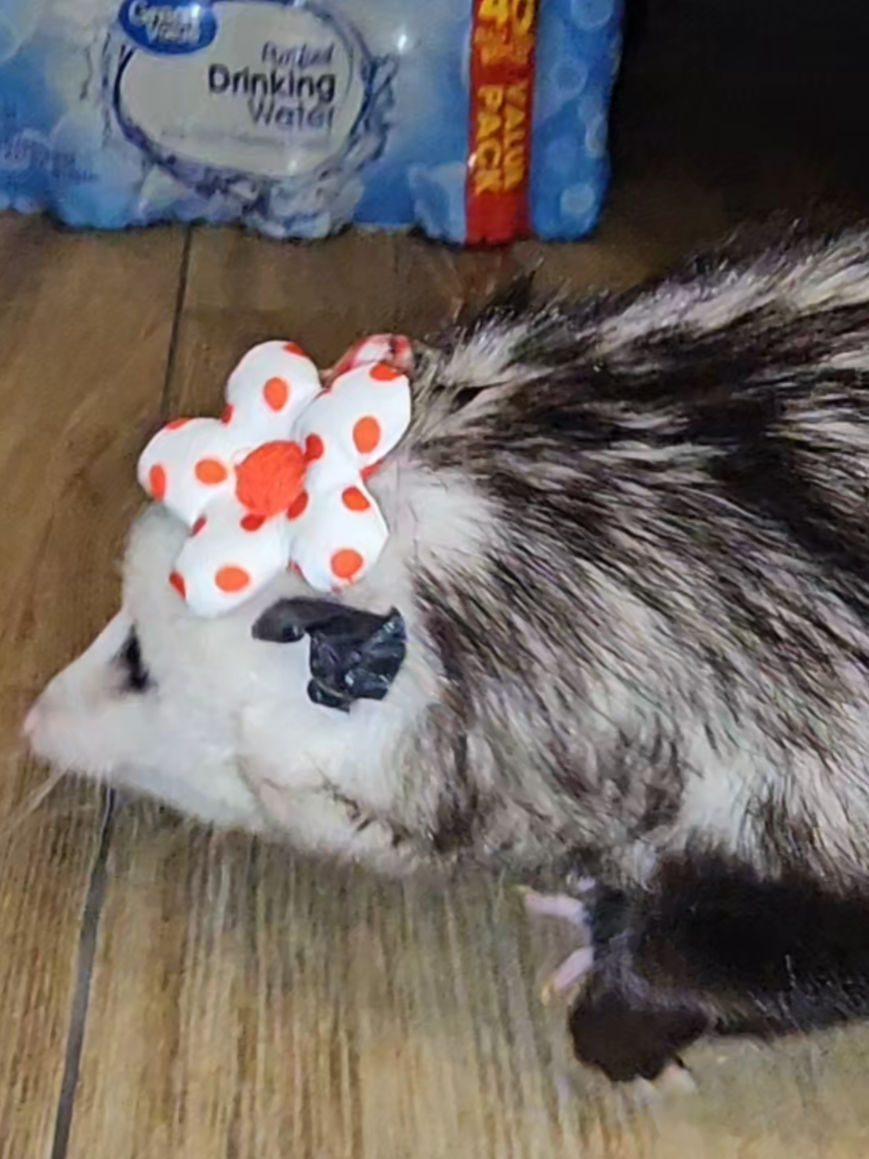 @OPOSSUMDAWGMOM