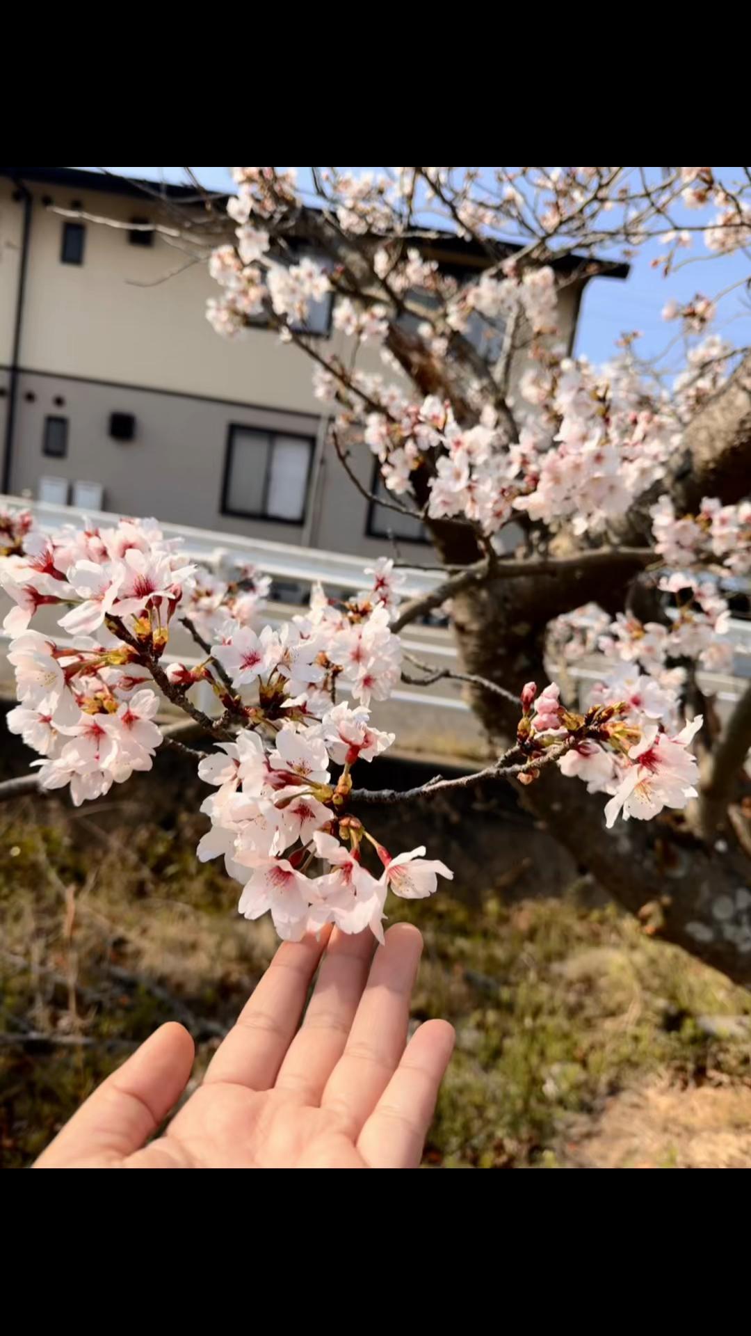 @Akikoð«