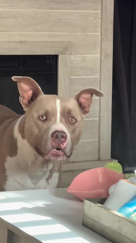 @Pittie Mom